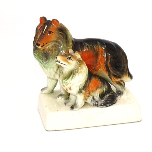 Collie sheltie pup on base - sheltie,