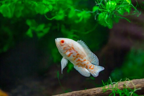 Albino tiger oscar 5inch - albino,