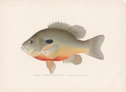 Antique fish print long - fish, long-eared