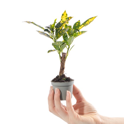 Baby gold dust - gold, croton