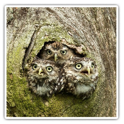 Square stickers cm - 2, 10
