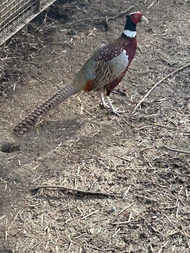 Ringneck pheasant one dozen - ringneck,