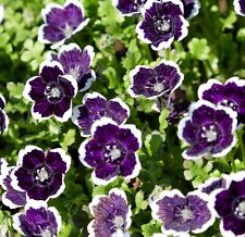 Baby Penny Black Nemophila
