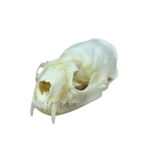 Taxidermy real animals skulls - taxidermy,