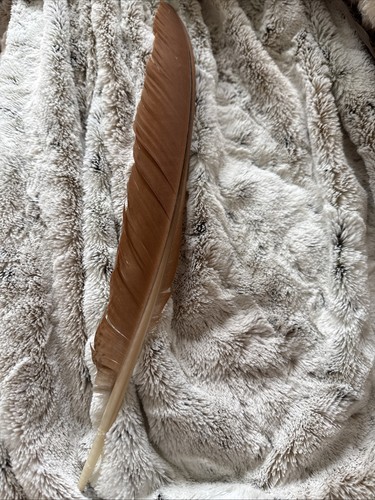 Natural brown peacock bird - brown,