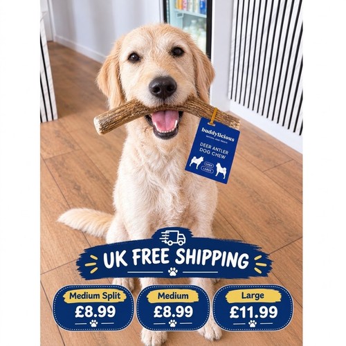 Deer antlers dog chews - dog,