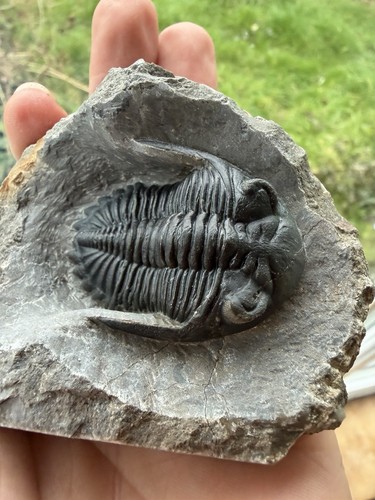 Hollardops trilobite fossil - hollardops,