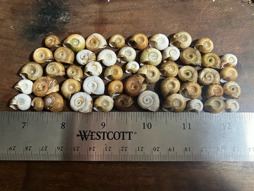 100 ramshorn snail - 100+,