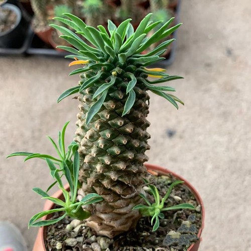 High8 9cm euphorbia - high8-9cm,