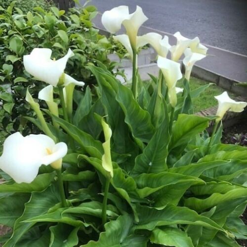 Bargain popular hardy - bargain,
