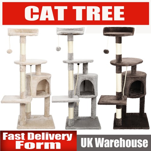 Large cat kitten - kitten, tree