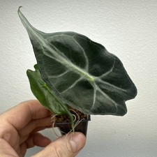 Alocasia Venom - Very rare