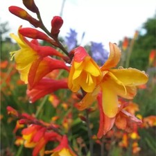 CROCOSMIA × crocosmiiflora