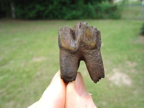 Bison premolar tooth florida - premolar,