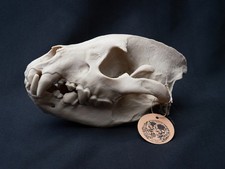 Life Size Hyena Skull Replica