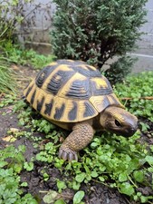 Vivid Arts Hermann Tortoise |