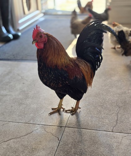 Free range bantem eggs - 6, x