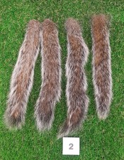 4 x Genuine Grey Squirrel