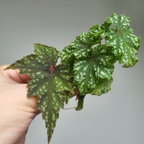 Rare begonia izumo no - rare, 'izumo