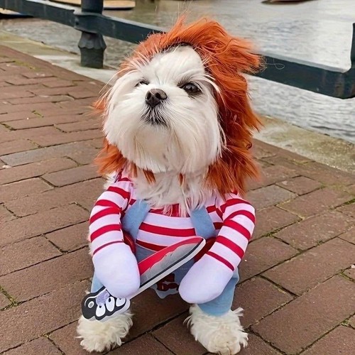 Chucky dog costume - dog,