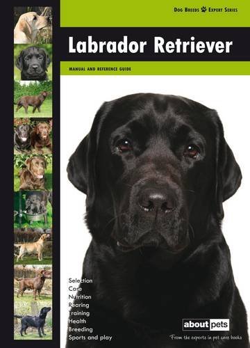 Labrador retriever dog - retriever:, breed