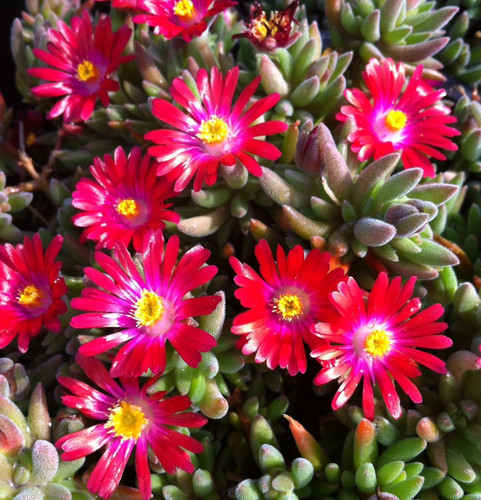 Delosperma jewel desert - delosperma,