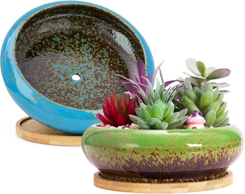 Artketty succulent plant - artketty,