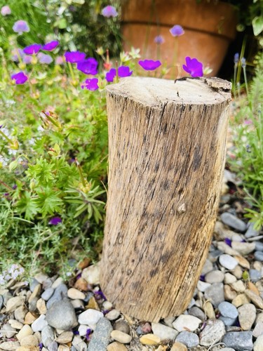 20cm driftwood log branch wood - driftwood,