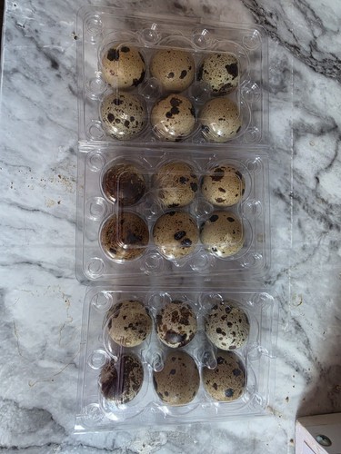 Corturnix quail eggs - corturnix,