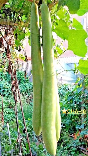 Seeds bash lau long italian - 6, lau/long