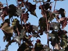 Betula Pendula Royal Frost