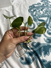 3x epipremnum golden pothos Devil’s Ivy Rooted houseplant indoor Plant Cutting 