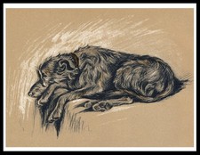 DEERHOUND SLEEPING LOVELY  DOG