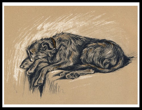 Deerhound sleeping lovely dog - deerhound,