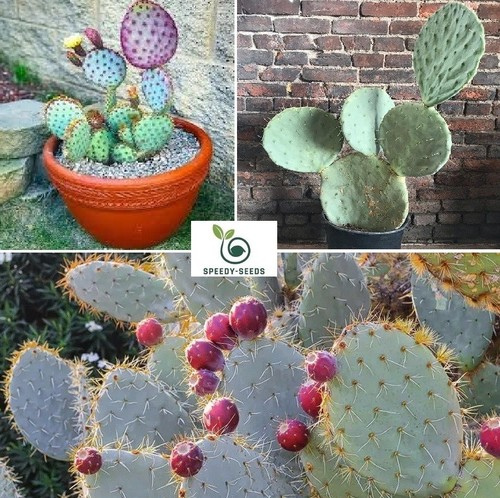 Blue wheel prickly pear - pear, cactus