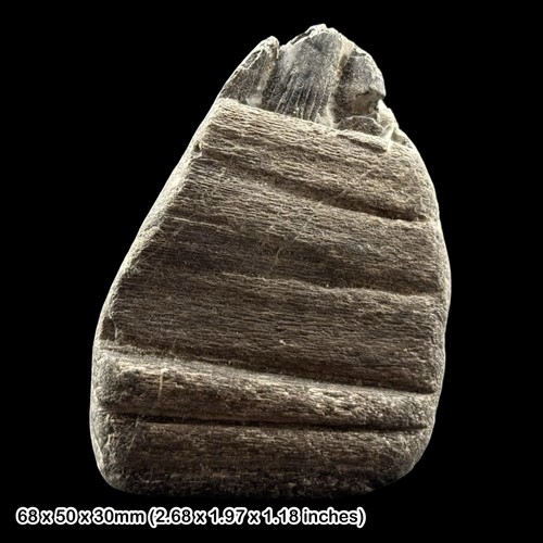 Rare ichthyosaur jaw teeth - ichthyosaur,