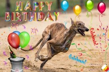 Racing greyhound whippet - greyhound,