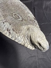 Vintage Monocled Cobra Head