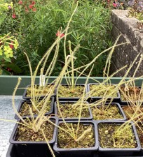 Drosera filiformis “Florida