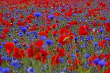 Wildflower Seed Cornfield