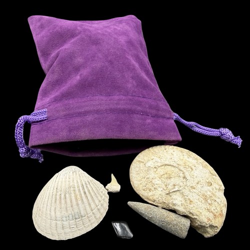 Mixed british fossils velvet - mixed,