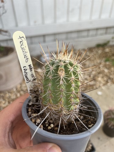 Echinocereus fasciculatus