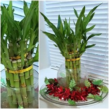 8" Lucky Bamboo 6 Healthy