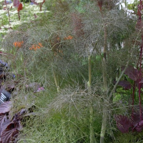 Fennel bronze plug - plug, plants