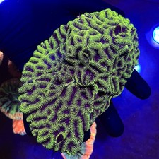 Xl Platygyra Favia Hard Coral