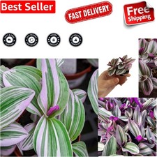 Tradescantia Nanouk - Fantasy