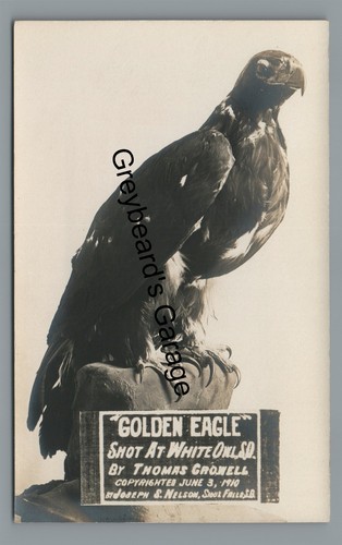 Rppc taxidermy golden eagle - rppc,