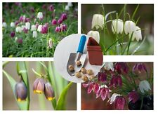 Fritillaria Meleagris Mixed