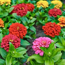 250x Zinnia Dwarf Lilliput Button Mix Seeds - Zinnia Elegans - Semi-Dwarf