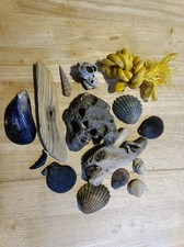 Beachcomb Craft Pack/Window